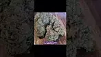 Sky Berry Kush - Upstate SBK T25 Medical Cannabis UK #montu #alternaleaf #cannabis