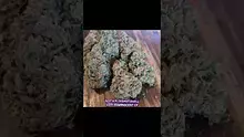 Stu Pot Video Thumbnail