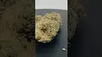 CannFX - Exotic Gas #7 #ukmedicalcannabis
