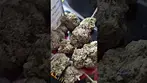 Georgia Pie. 27% THC