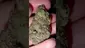 Video Thumbnail: WestPacks420