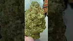 Gazzuple 26% of goodness... medical prescription cannabis