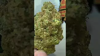 Gazzuple 26% of goodness... medical prescription cannabis