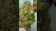 THC Bunny Video Thumbnail