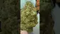 Video Thumbnail: THC Bunny