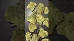 4C Labs Lemonatti  25% Medical Cannabis first look  #shorts #420 #fyp