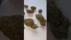 Clearleaf GED T21 (Gelato Dream) Quick Look! medicalcannabisuk prescription clearleaf