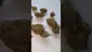 Video Thumbnail: Konna