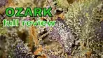 OZARK | The Plug Medical Group, Celadon, & Takoda One | FULL REVIEW