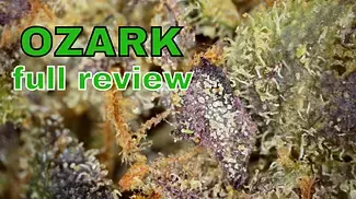 OZARK | The Plug Medical Group, Celadon, & Takoda One | FULL REVIEW