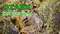 Video Thumbnail: Smacksalad