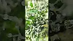 #cannabiscommunity #medicalcannabis #weedchannel  #medicalweed #highlife #stonerfam #stonersociety