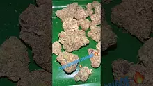 Bajan Video Thumbnail