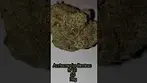 All Nations MD XE Red Azztecmedia Reviews #UK #medical #medicalcannabiscommunity #review #UK #pain 