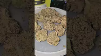 Next Friday's Blueberry Fuego UK Medical Flower First Impressions