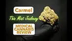 Thin Mint Jealousy | Carmel | UK Medical Cannabis Review