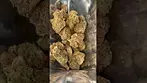 UK MEDICAL FLOWER | GARLIC TRUFFLE | GTI T25 | SAFRICANNA #420 #420community #ukmedicalcannabis