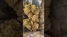 Cannabis Culture  Video Thumbnail