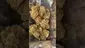 Video Thumbnail: Cannabis Culture 
