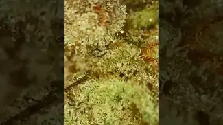 Under The Microscope - Georgia Pie Up Close
