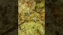 VIP THC Video Thumbnail