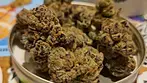 Glass Pharms Glitter Bomb       19% thc 1% cbd