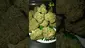 Video Thumbnail: VIP THC
