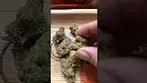 Uklegal #bignarstie medical Gushers 22%thc 1%cbd#medicated #medicalcannabis