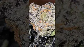 Ips Pharma Black Amber T32 (GMO x OZ KUSH BX2) - Smooth-Clean-Full body-Umami-Savoury-Sweet. Amazing