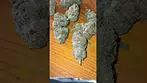 CannFx - Permanent Marker #cannabisdaily #medicalmarijuanapatient #cannabiseducation