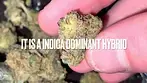 BC Green AG T27 Apples & Gas Medical - Strain Reviews #29