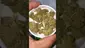 Video Thumbnail: Mayor Green