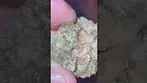 Cherry Mints Medical Cannabis Strain By IPS 28% THC First Look #medical #cannabiscommunity