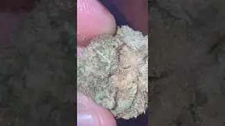 Cherry Mints Medical Cannabis Strain By IPS 28% THC First Look #medical #cannabiscommunity