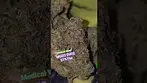 Muzo Sudz #cannabiscommunity #medicalcannabis #weedchannel #420 #medicalweed #montu #high #highlife