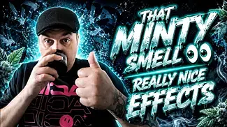 Upstate Alien Mintz Review | Subtle Minty Terps