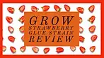 Grow Pharma Strawberry Glue -UK Medical Cannabis