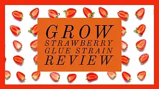 Grow Pharma Strawberry Glue -UK Medical Cannabis