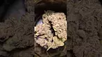 Tyson 2.0 Alexander The Great (30% THC UK Medical Weed)