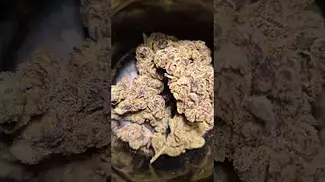 Tyson 2.0 Alexander The Great (30% THC UK Medical Weed)