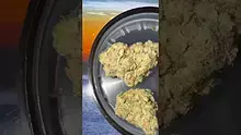 The Corporate Herbalist Video Thumbnail