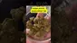 Video Thumbnail: Cannabis Culture 