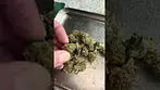 Pink Kush 4c Labs T33 Uk Medical Cannabis