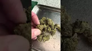 Pink Kush 4c Labs T33 Uk Medical Cannabis