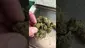 Video Thumbnail:  Pesky Mesky Meds