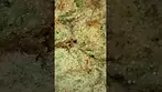 Upstate Pineapple God uk medical cannabis the flower