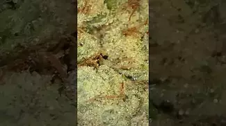 Upstate Pineapple God uk medical cannabis the flower
