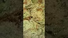 UK and Legal Video Thumbnail