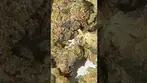 Green Karat LC T29 Loud Cake