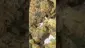 Video Thumbnail: Medi Blaze